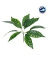 GloboStar® ZEBRA PLANT 78221 Τεχνητό Φυτό Ζέβρα - Μπουκέτο Διακοσμητικών Φυτών - Κλαδιών με Φύλλωμα Πράσινο Υ16cm